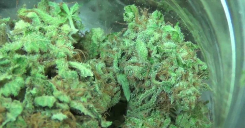 Blue Dream - nasiona feminizowane 5szt. Humboldt