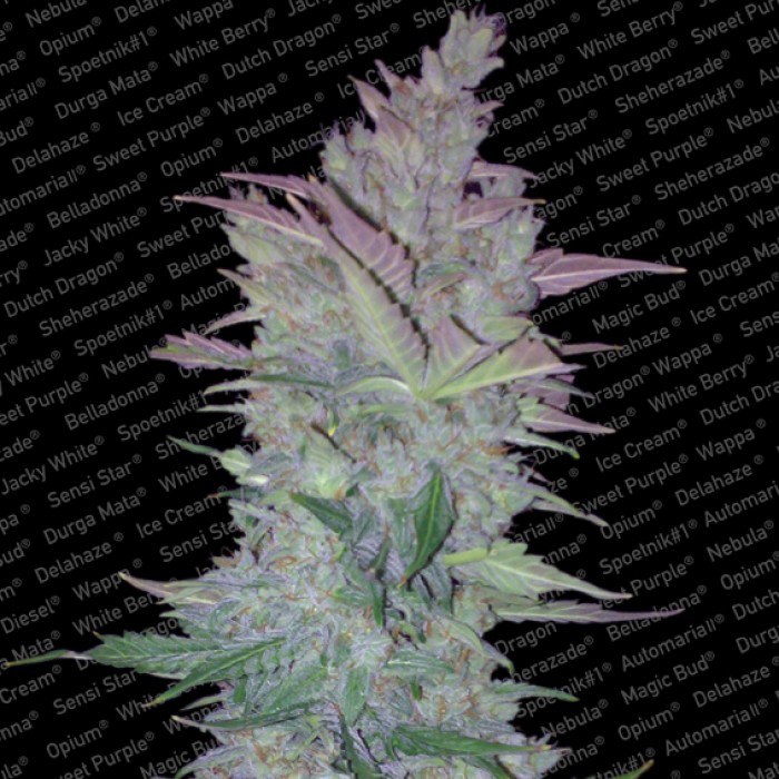 Vertigo - feminizované a autoflowering semienka 10ks Paradise Seeds