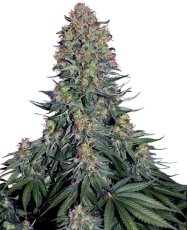 Blue Skunk Feminizowane Nasiona - 5