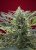 Cream 47 - semințe feminizate 3 buc Sweet Seeds