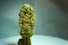 T.H. Seeds Strawberry Glue feminizovaná semena