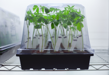 Klonovanie rastlín konope: krok za krokom
