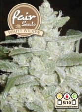 White Widow - feminisierte Samen 10 Stück Fair Seeds