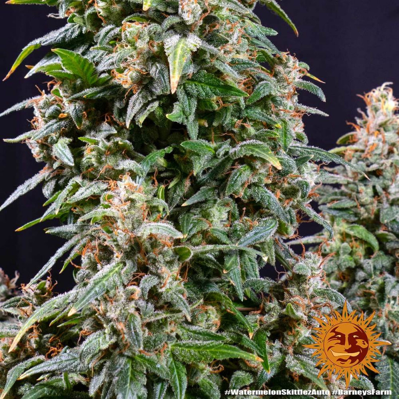 Watermelon Zkittlez Auto - autoflowering semena marihuany 10 ks Barney´s Farm