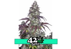 Lemon Pie Auto - nasiona automatycznie kwitnące 10szt Fast Buds