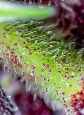 Red Pure CBD Auto - feminizované semienka 3 ks Sweet Seeds