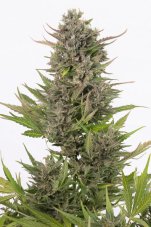 Critical + Autoflowering CBD - fem. i 10 nasion Dinafem
