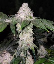 Ethos Genetics Wrank S1 nasiona feminizowane, 5 szt.