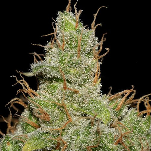 Jack Herer - feminized seeds 3 pcs Seedsman