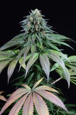 Purple Moby Dick - 3 ks feminizovaná semínka Dinafem