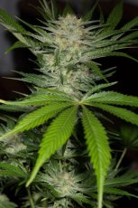 Black D.O.G. - feminizovaná semínka 3ks Humboldt