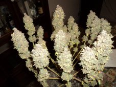 Cream Caramel Fast Version - Feminized Seeds 5pcs Sweet Seeds