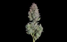 Happy Valley Easy Button Auto autoflowering semena