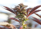 Bubba Kush - the ideal strain for the novice grower with a high THC content