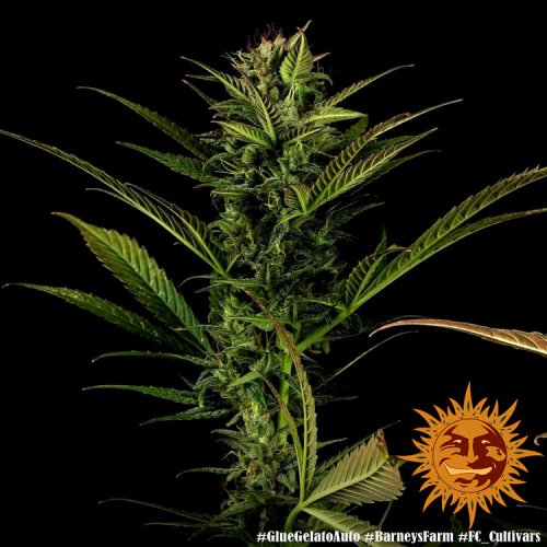 Glue Gelato Auto - automatycznie kwitnące nasiona marihuany 5 szt Barney´s Farm