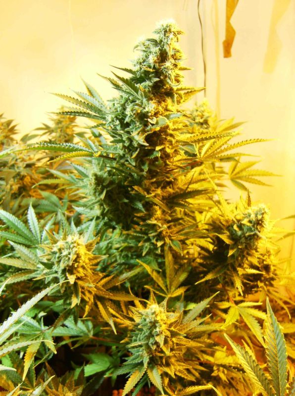Skunk 1 - Standardized Seeds 10 pcs Dutch Passion