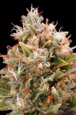 Chemdawg - feminizovaná semienka 5ks Humboldt