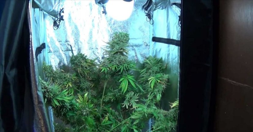 Blue Dream - feminizovaná semínka 3ks Humboldt
