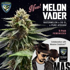 T.H. Seeds Melon Vader nasiona feminizowane, 5 szt.