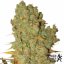 Special Kush n.1 - feminized seeds 10 pcs Royal Queen Seeds