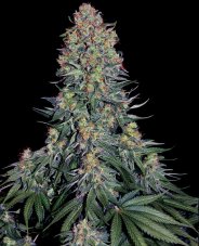 Blue Skunk - Feminizovaná semena konopí 5 ks, Sensi Seeds