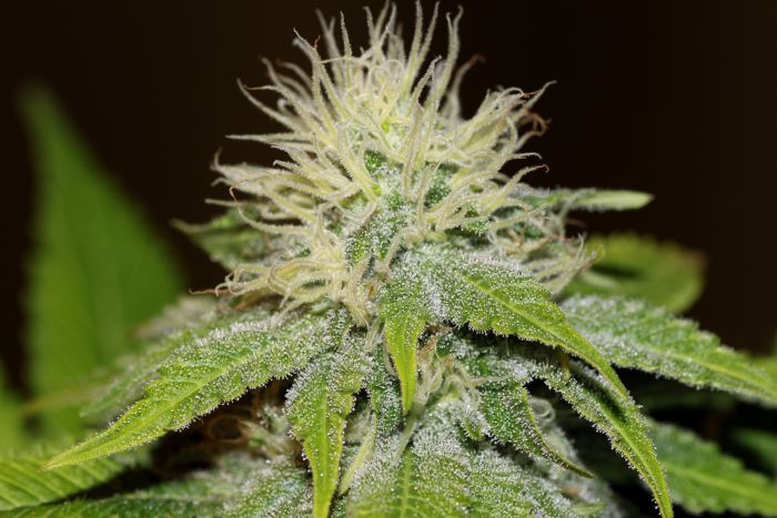 Bubba Kush - feminizovaná semínka 5 ks Seedsman