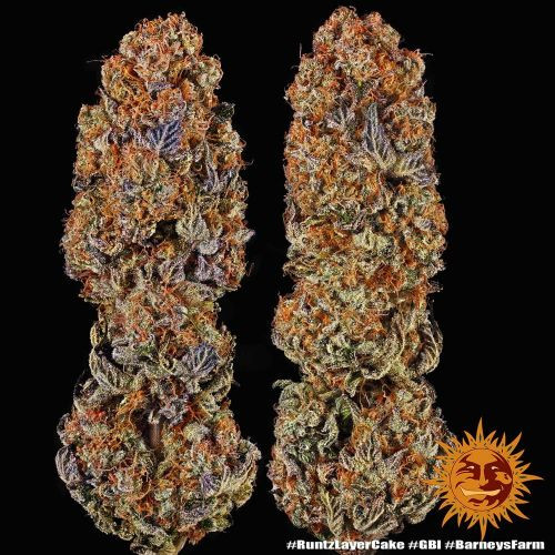 Runtz X Layer Cake - feminized seeds 5 pcs Barney´s Farm