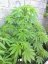 Ruderalis Indica - Nasiona 10 szt. Standardowych Sensi Seeds