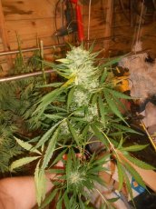 Super Skunk Automatic - feminisierte und selbstblühende Samen 5 Stück Sensi Seeds