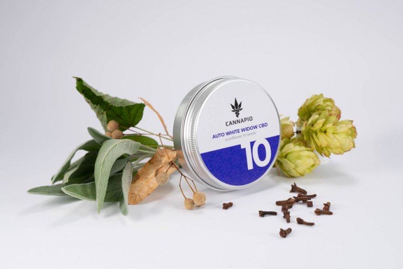 Auto White Widow CBD - selbstblühende Samen10 Stück Cannapio
