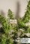Snow Bud - Feminized Seeds 5 pcs Dutch Passion