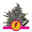 North Thunderfuck - 10 feminized seeds of Royal Queen Seeds