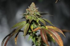 Karma Genetics Skullcap regulérní semena
