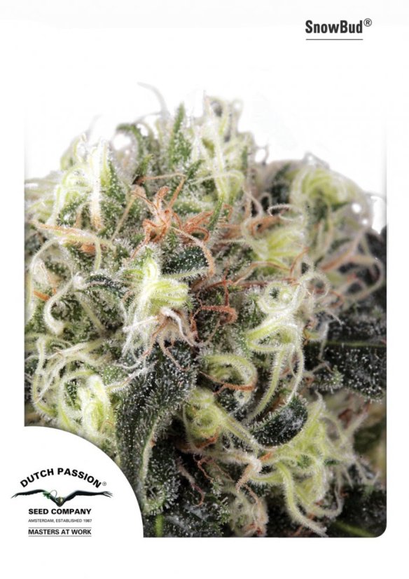 Snow Bud - feminizovaná semínka 3 ks Dutch Passion