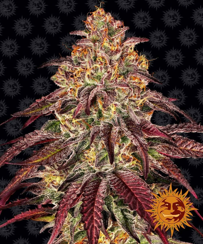 Mimosa X Orange Punch Auto - autoflowering seeds 10 pcs Barney´s Farm