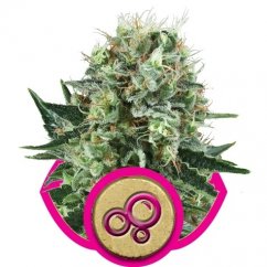 Bubble Kush - feminizovaná semínka 5 ks Royal Queen Seeds