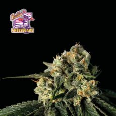 Bubba Cheesecake Feminizowane Nasiona - 1