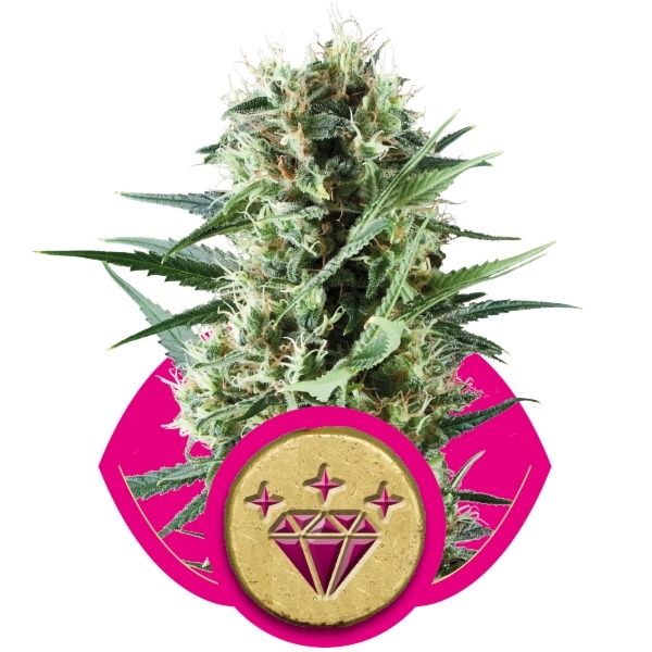 Special Kush n.1- 5 ks feminizované semienka Royal Queen Seeds
