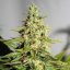 Acapulco Gold - feminized seeds 5 pcs Barney's Farms