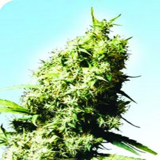 Jamaican Pearl 10 ks štandardizované semená Sensi Seeds