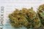 Shark Shock CBD - feminizované semienka 5ks Dinafem