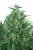 Think Different - autoflowering seeds 7 pcs Dutch Passion