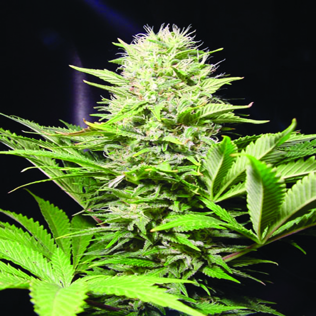 Wappa - 5 ks feminizované semená Paradise Seeds