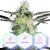 Auto G-Kush - 3pcs Cannapio autoflowering seeds