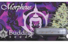 Buddha Seeds Morpheus feminizované semená