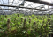 She and the Future of the Hemp Industry: Professionalization
