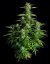 Orion F1 - autoflowering Marihuana Samen 3Stck, Royal Queen Seeds