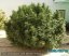 Monster - 9ks feminized semená Eva Seeds