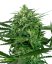 Sensi Amnesia - feminizované semienka konope 3 ks, Sensi Seeds