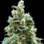 Vanilla Kush – feminizované semienka 10 ks Barney's Farm